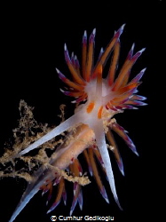 Cratena peregrina by Cumhur Gedikoglu 